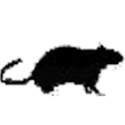 City Pest Solutions Glasgow logo