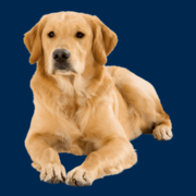 David Wilson Homes - Lairds Gait logo