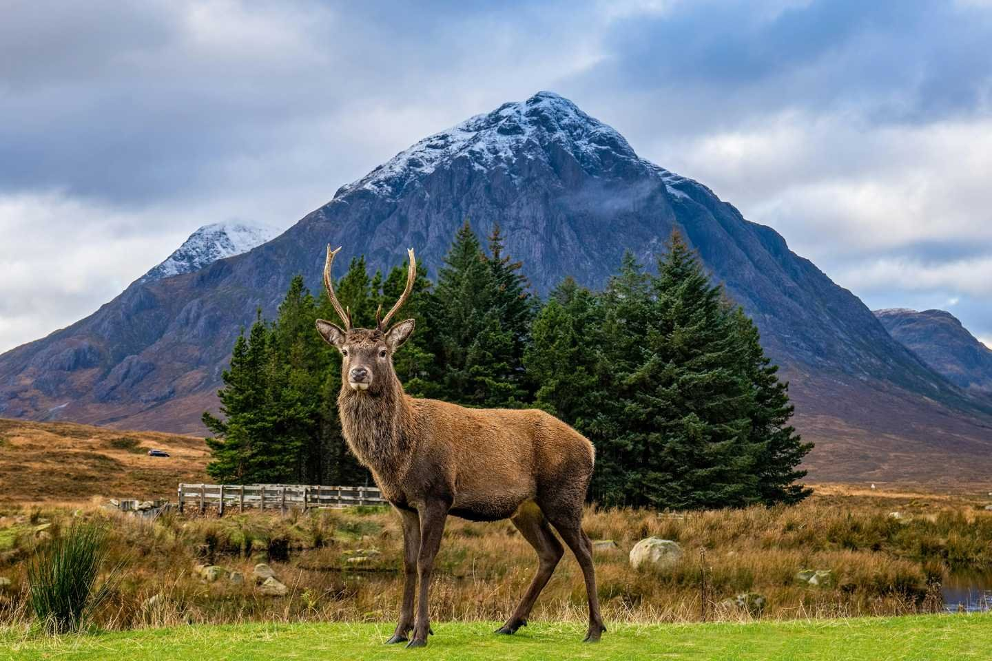 Experience Scotland's Wild - Glasgow logo