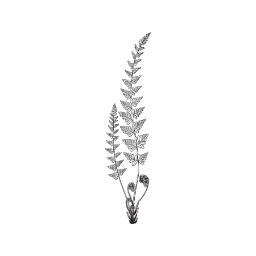 Fern and Heather logo