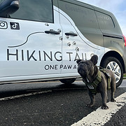 Hiking Tails Dog Walking Services logo