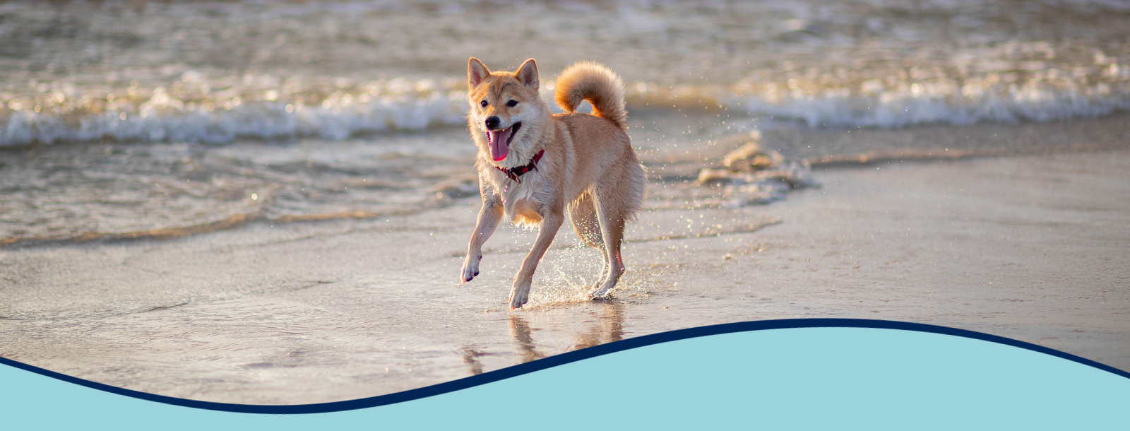 Pacific CARE Pet Emergency & Specialty logo