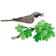 Paisley Natural History Society logo