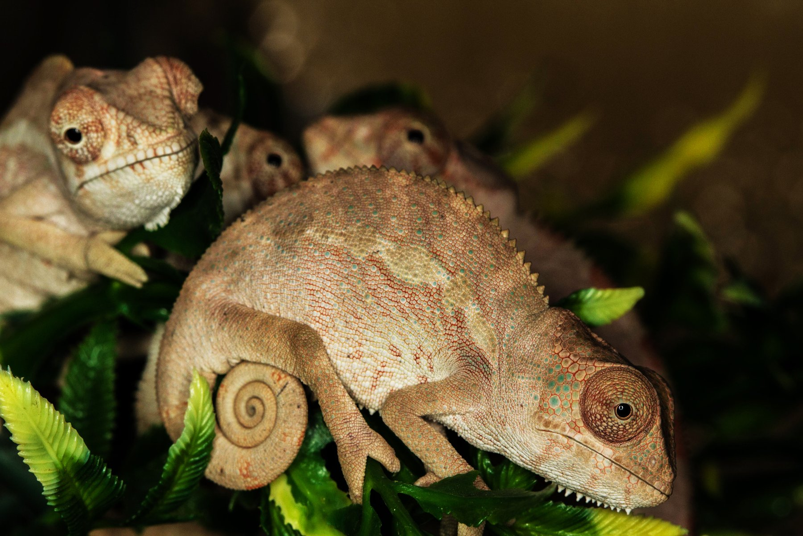 Proexotics logo