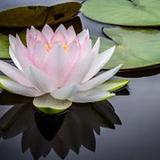 Radiant Reiki Healing logo