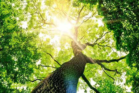 Red Branch Tree Services logo