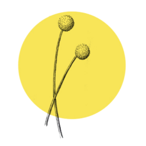Ryan McMahon Landscape and Garden Design logo