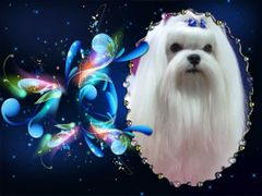 Snowkai Maltese - Proven Excellence in Showing, Breeding & Grooming logo