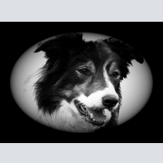 The Dog Analyst - Canine Behaviourist and Trainer logo
