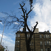 Tree and Hedge Scotland logo