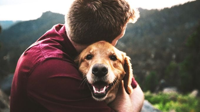 Vets for Pets - Paisley Phoenix logo
